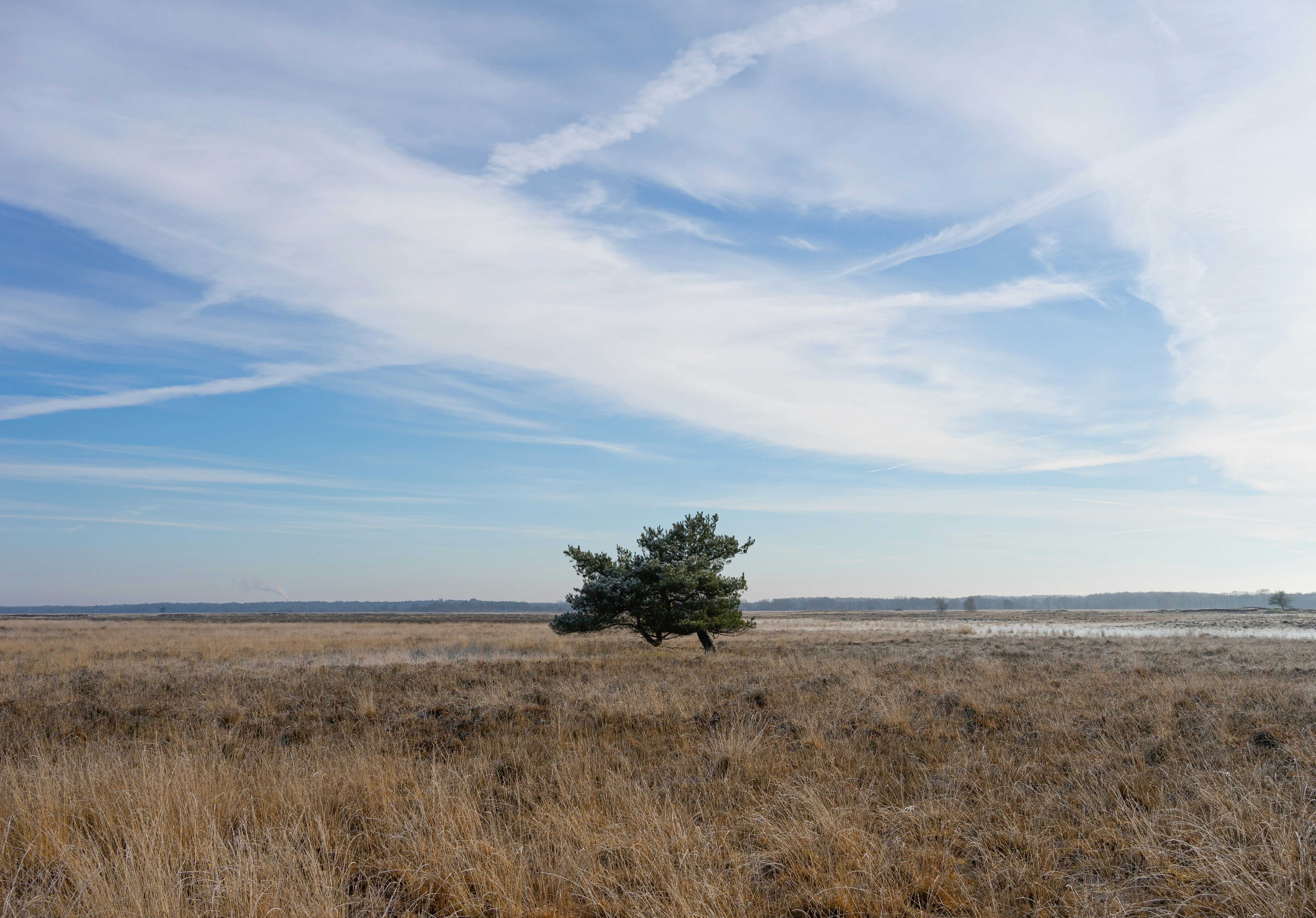 green tree on brown grass field under blue sky during daytime